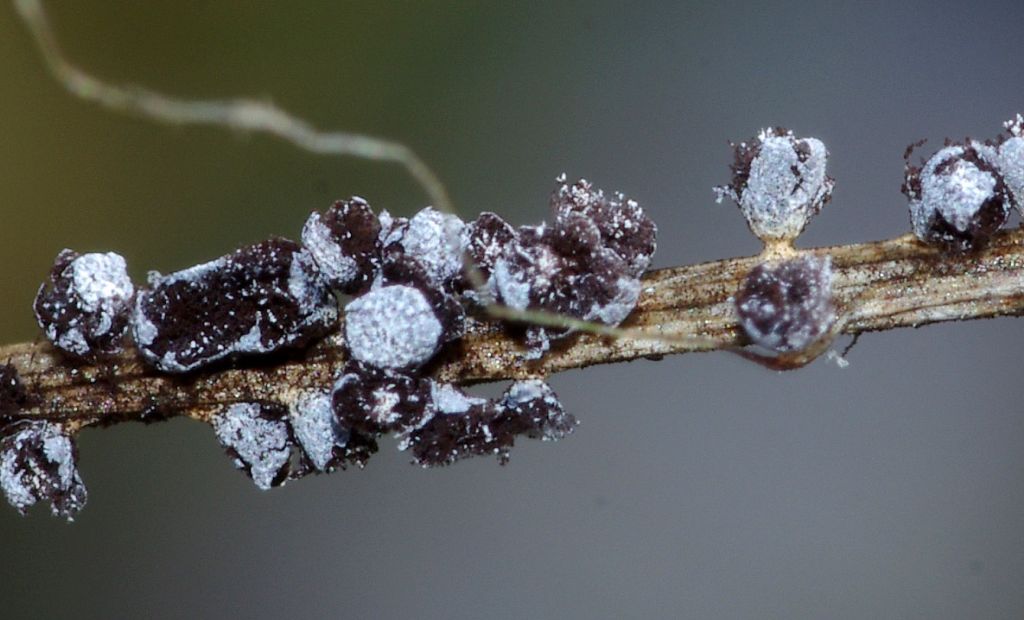 Physarum cf mutabile